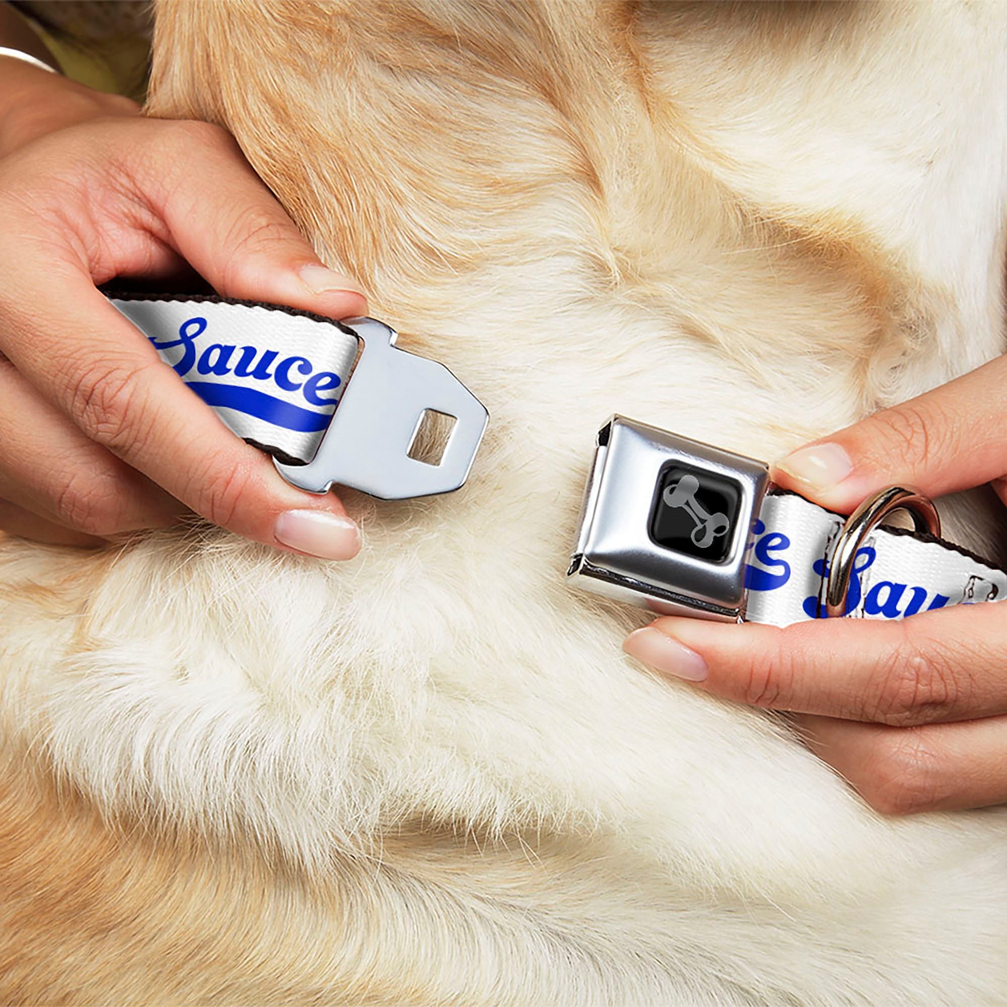 Dog Bone Black/Silver Seatbelt Buckle Collar - SAUCE Baseball Script White/Blue
