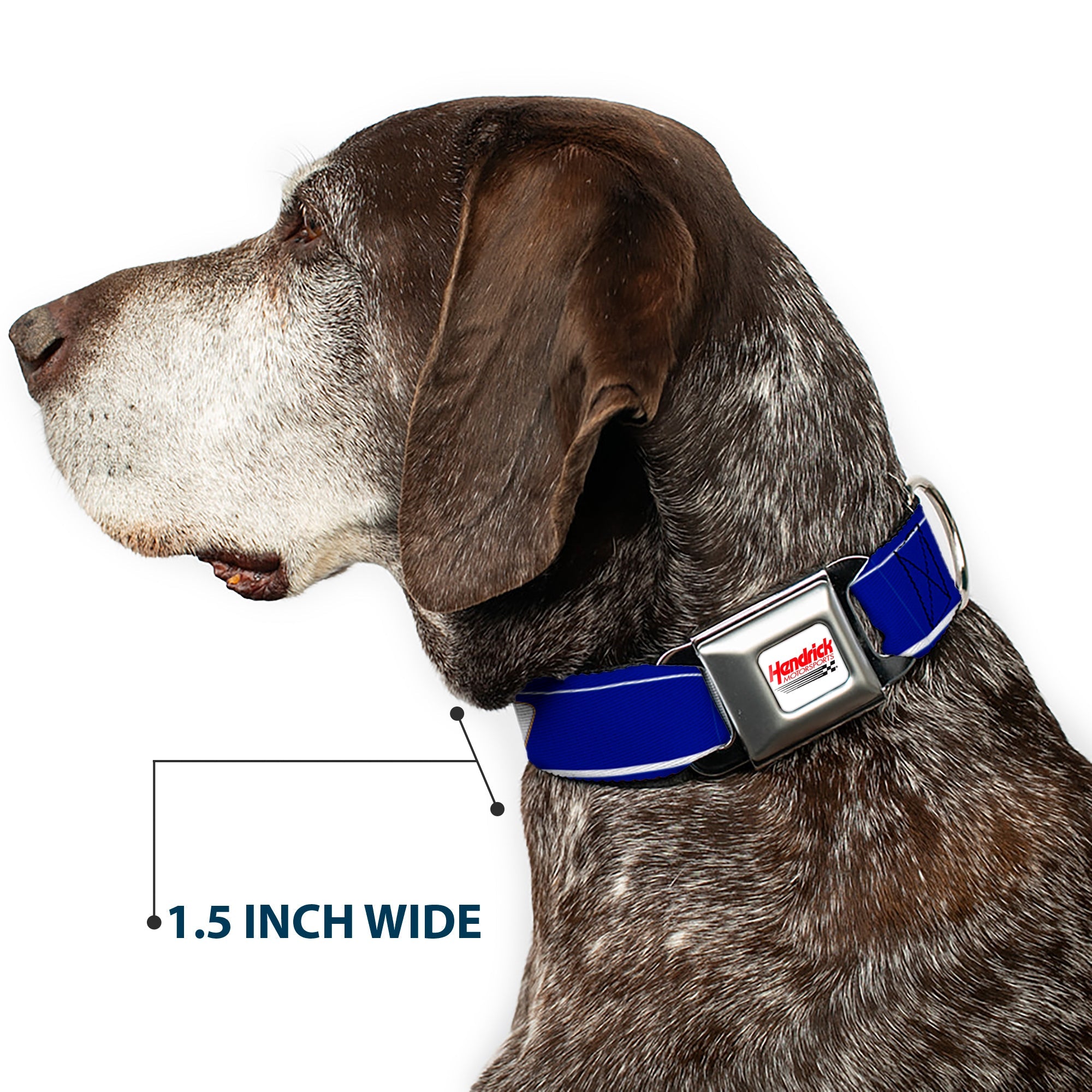 HENDRICK MOTORSPORTS Checker Logo Full Color Red/White Seatbelt Buckle Collar - Chase Elliott #9 Car Scheme Blue/Yellow/White
