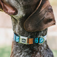 Load image into Gallery viewer, Space Jam 2 TUNE SQUAD Logo Full Color Black/White Seatbelt Buckle Collar - SPACE JAM Number 6 Blocks Black/Turquoise/White/Red
