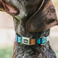Load image into Gallery viewer, Space Jam 2 TUNE SQUAD Logo Full Color Black/White Seatbelt Buckle Collar - SPACE JAM Number 6 Blocks Black/Turquoise/White/Red
