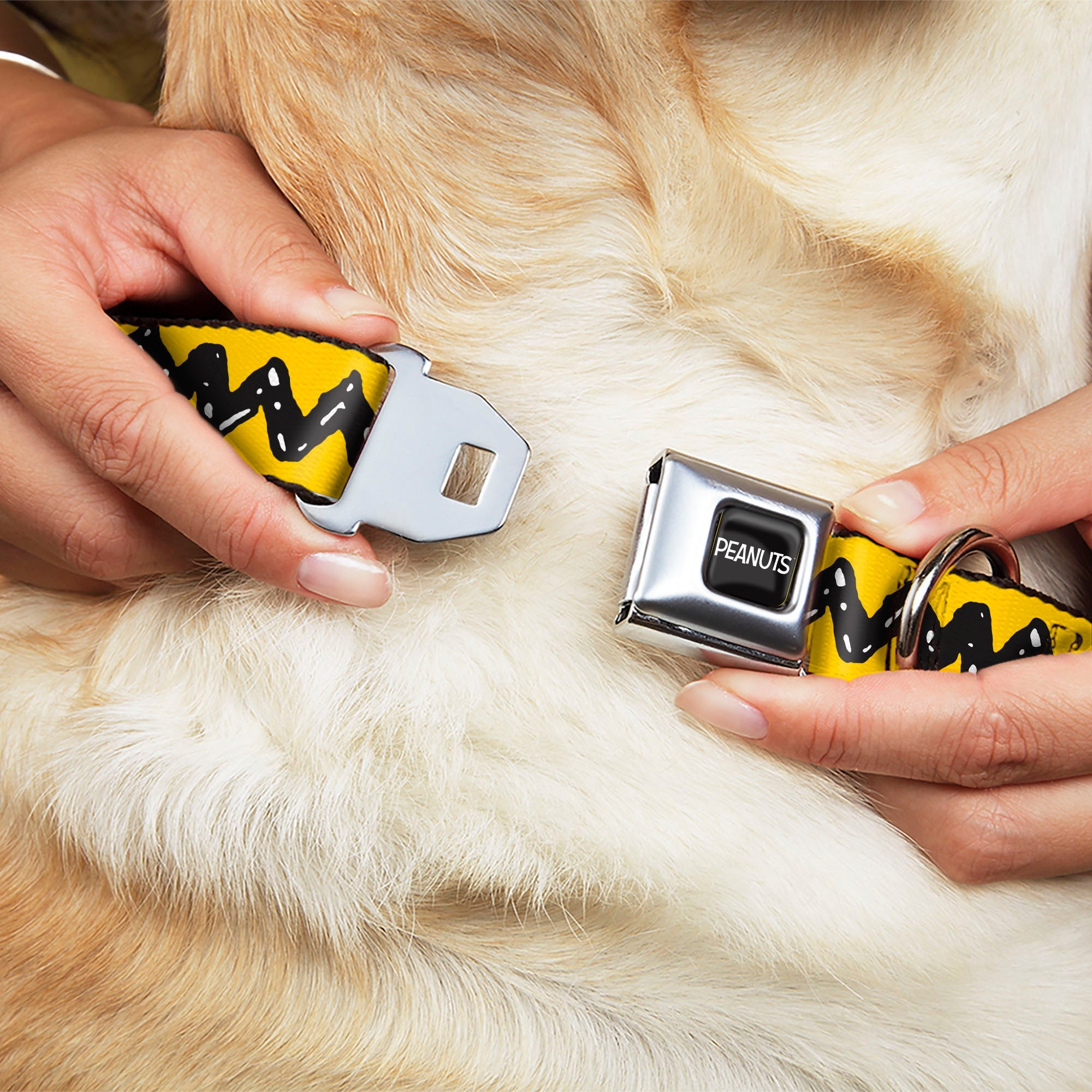 PEANUTS Title Logo Full Color Black/White Seatbelt Buckle Collar - Peanuts Charlie Brown Zig Zag Stripe Yellow/Black
