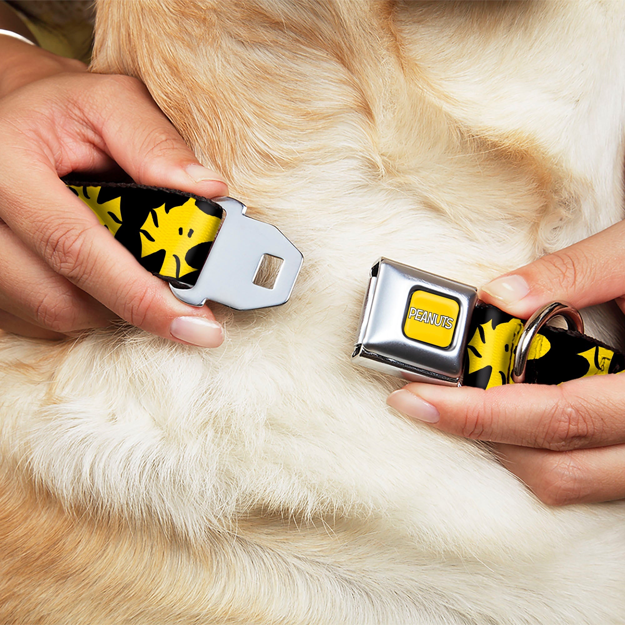 PEANUTS Title Logo Full Color Yellow/White Seatbelt Buckle Collar - Peanuts Woodstock Face Flip Black/Yellow