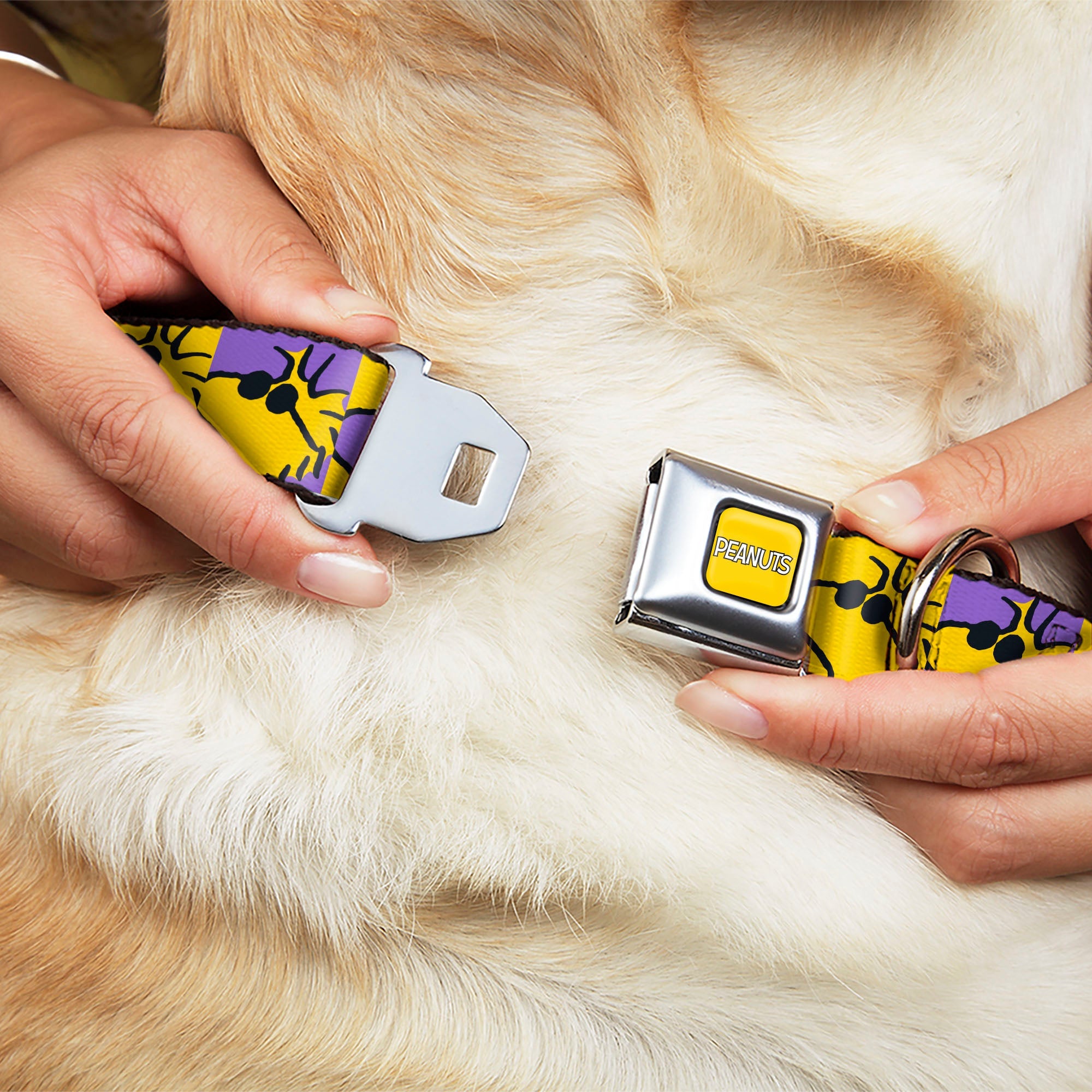 PEANUTS Title Logo Full Color Yellow/White Seatbelt Buckle Collar - Peanuts Woodstock Shades Pose Blocks Blue/Yellow/Black