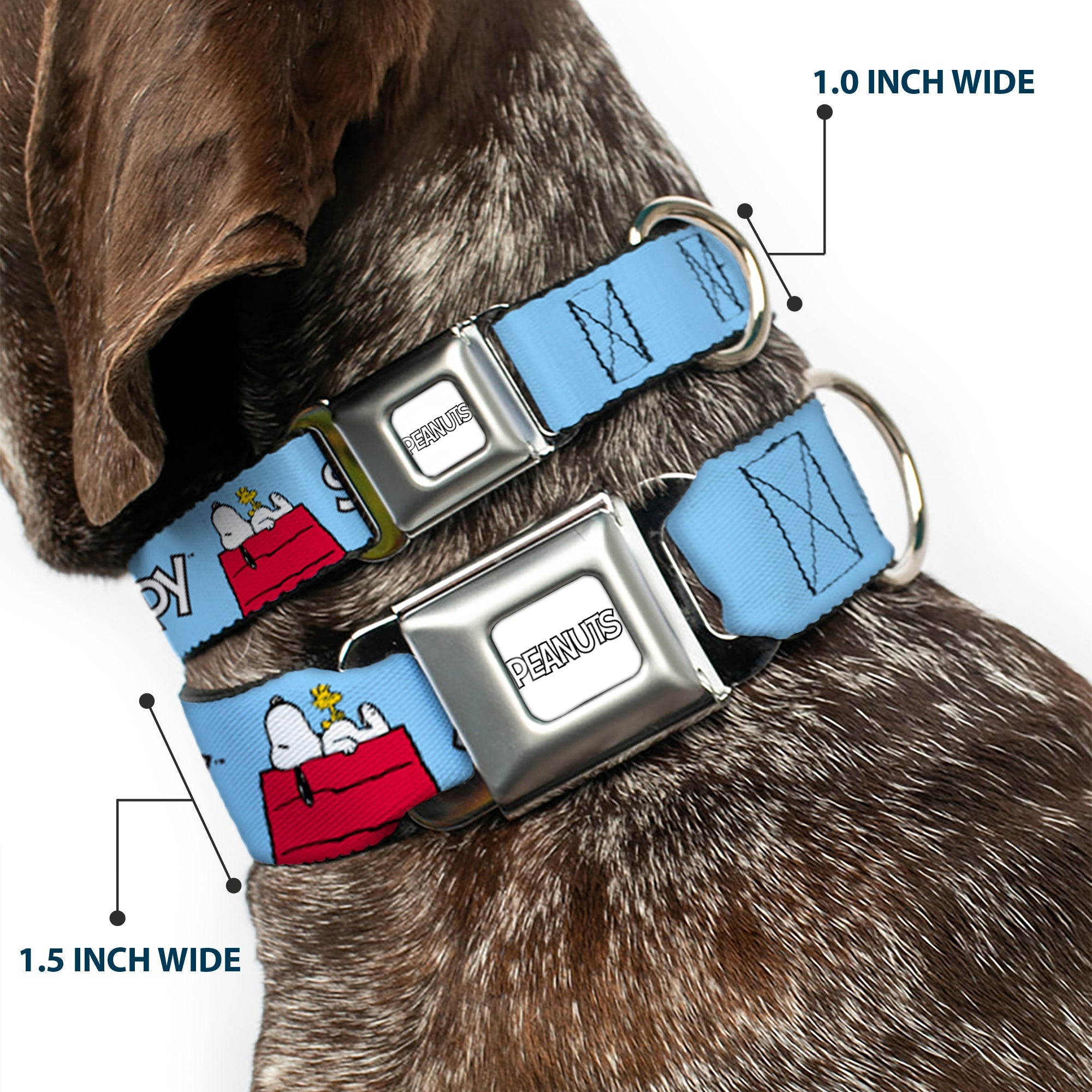 PEANUTS Title Logo Full Color Gray/White Seatbelt Buckle Collar - Peanuts Snoopy and Woodstock Dog House Pose and Text Sky Blue