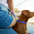 Load image into Gallery viewer, Superman Full Color Blue Seatbelt Buckle Collar - Superman Shield/Stripe Red/Blue
