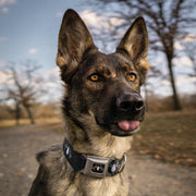 MARVEL UNIVERSE Spider Logo3 Full Color Black White Seatbelt Buckle Collar - Spider Logo3 Black/White
