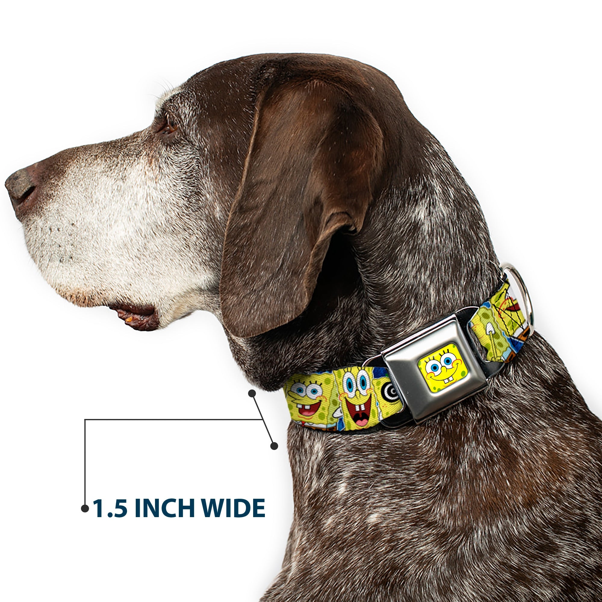Sponge Bob Face CLOSE-UP Full Color Seatbelt Buckle Collar - SpongeBob Expressions Stripe Blue