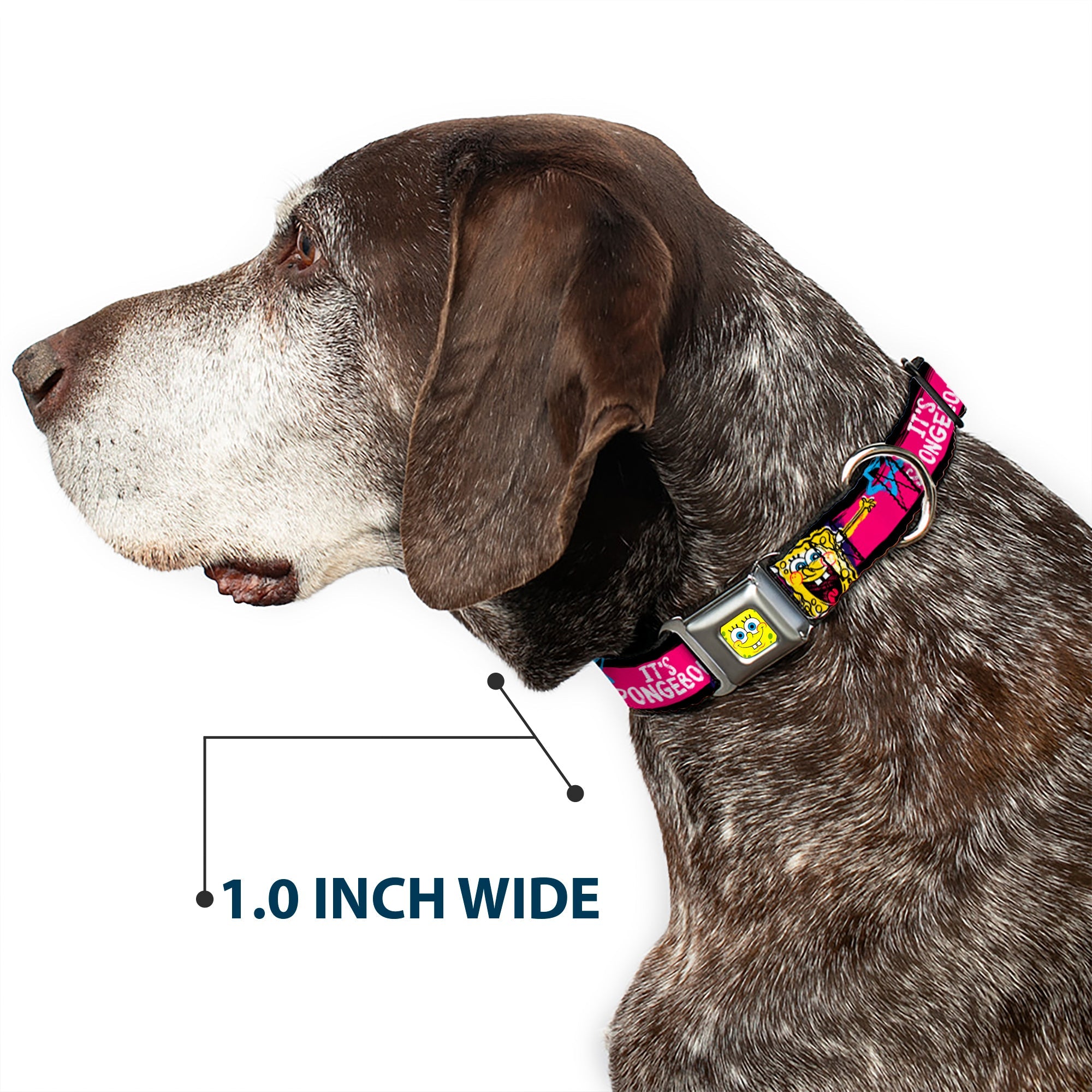 SpongeBob Face CLOSE-UP Full Color Seatbelt Buckle Collar - SpongeBob Pose IT'S SPONGEBOB! Stripe Black/Pink/Blue/White