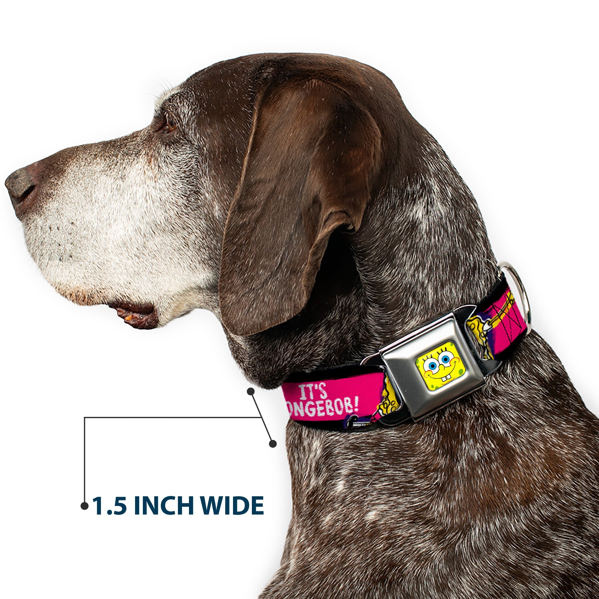 SpongeBob Face CLOSE-UP Full Color Seatbelt Buckle Collar - SpongeBob Pose IT'S SPONGEBOB! Stripe Black/Pink/Blue/White