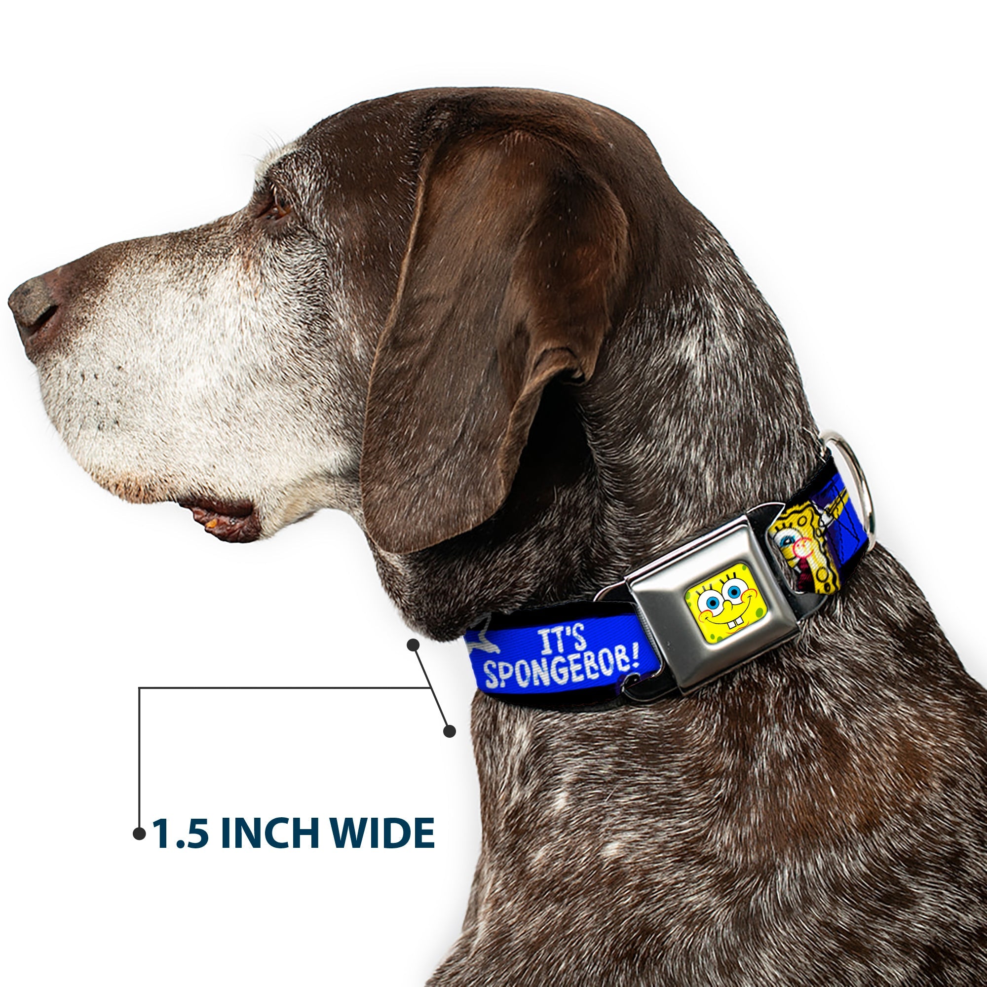 SpongeBob Face CLOSE-UP Full Color Seatbelt Buckle Collar - SpongeBob Pose IT'S SPONGEBOB! Stripe Black/Blue/White