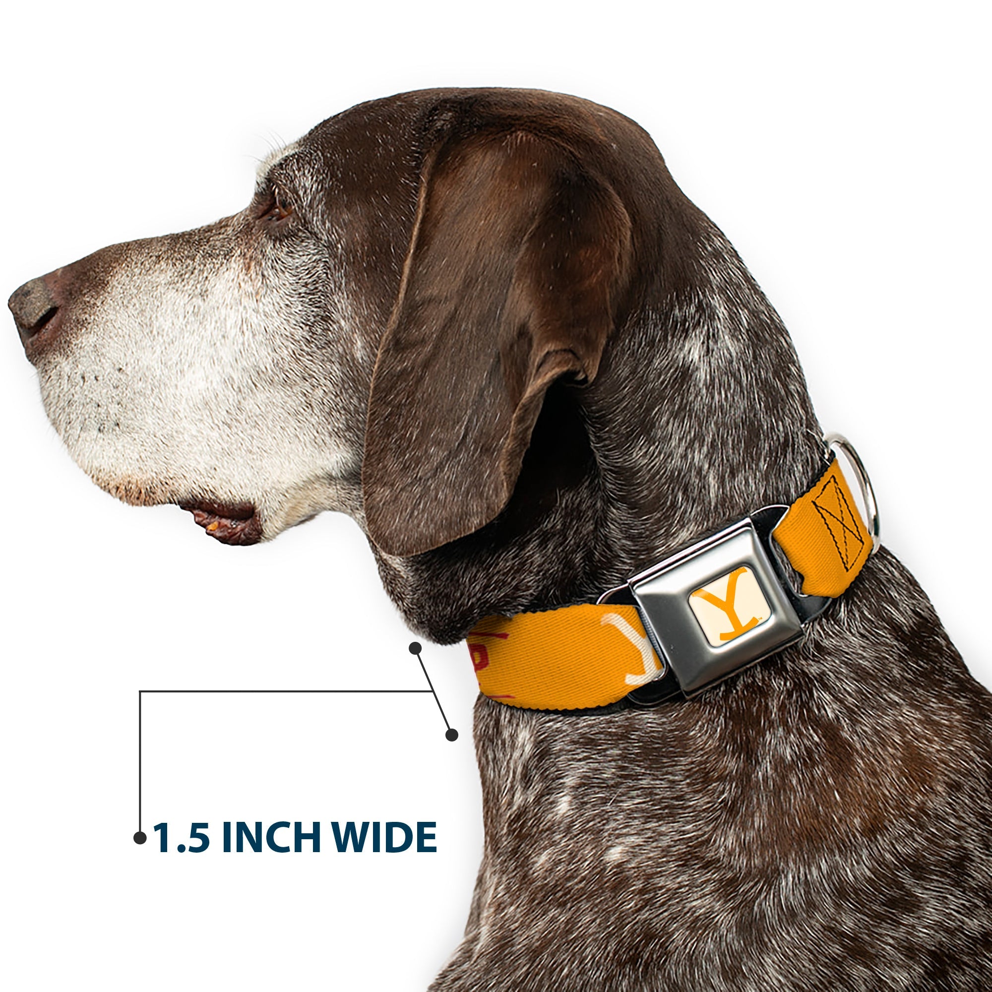 Yellowstone Y Logo Weathered Full Color White/Yellow Seatbelt Buckle Collar - Yellowstone Y Logo COWBOY UP Text Yellow/Red/White
