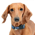 Load image into Gallery viewer, Detroit Lions Zubaz Collar
