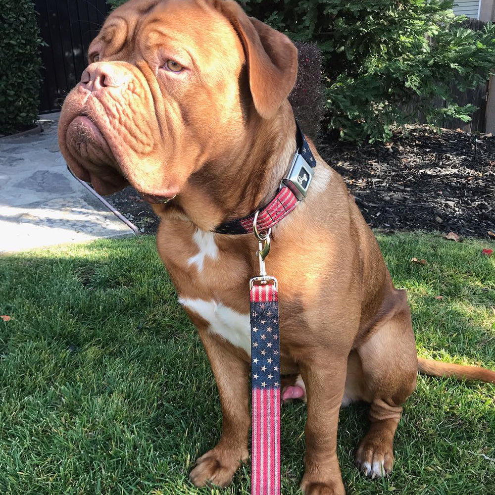 Dog Leash - Vintage US Flag Stretch