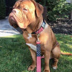 Dog Leash - Vintage US Flag Stretch