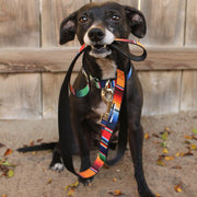 Dog Leash - Zarape2 Vertical Multi Color Stripe