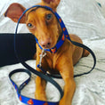 Load image into Gallery viewer, Dog Leash - Superman Shield Blue

