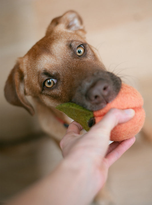 DOGGY PEACH - Southlake Paws