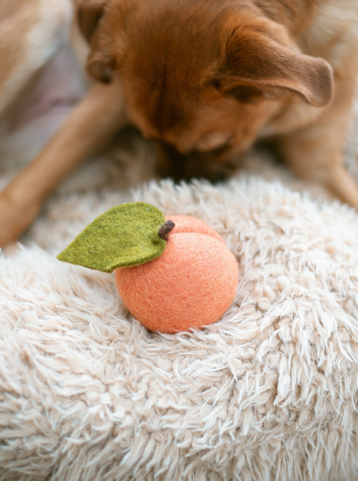 DOGGY PEACH - Southlake Paws