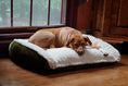 Load image into Gallery viewer, Scout Perfect Bolster Dog Bed - image 15
