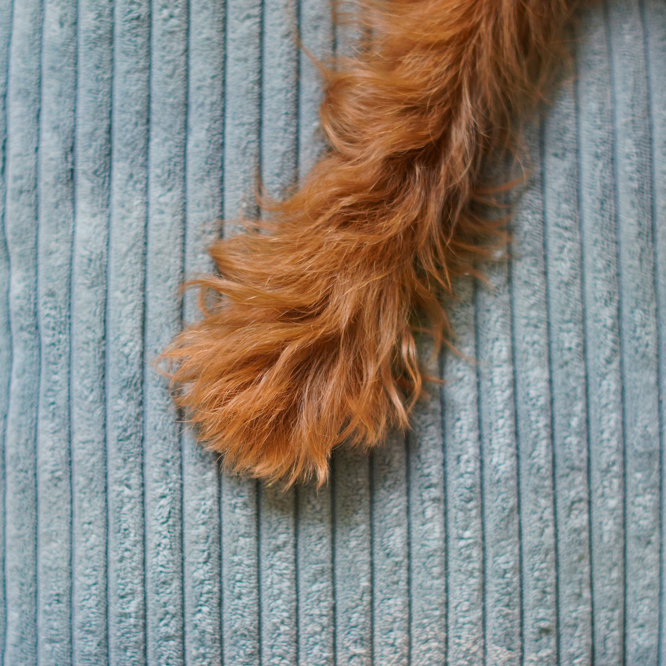 Memory Foam Dog Bed - Southlake Paws