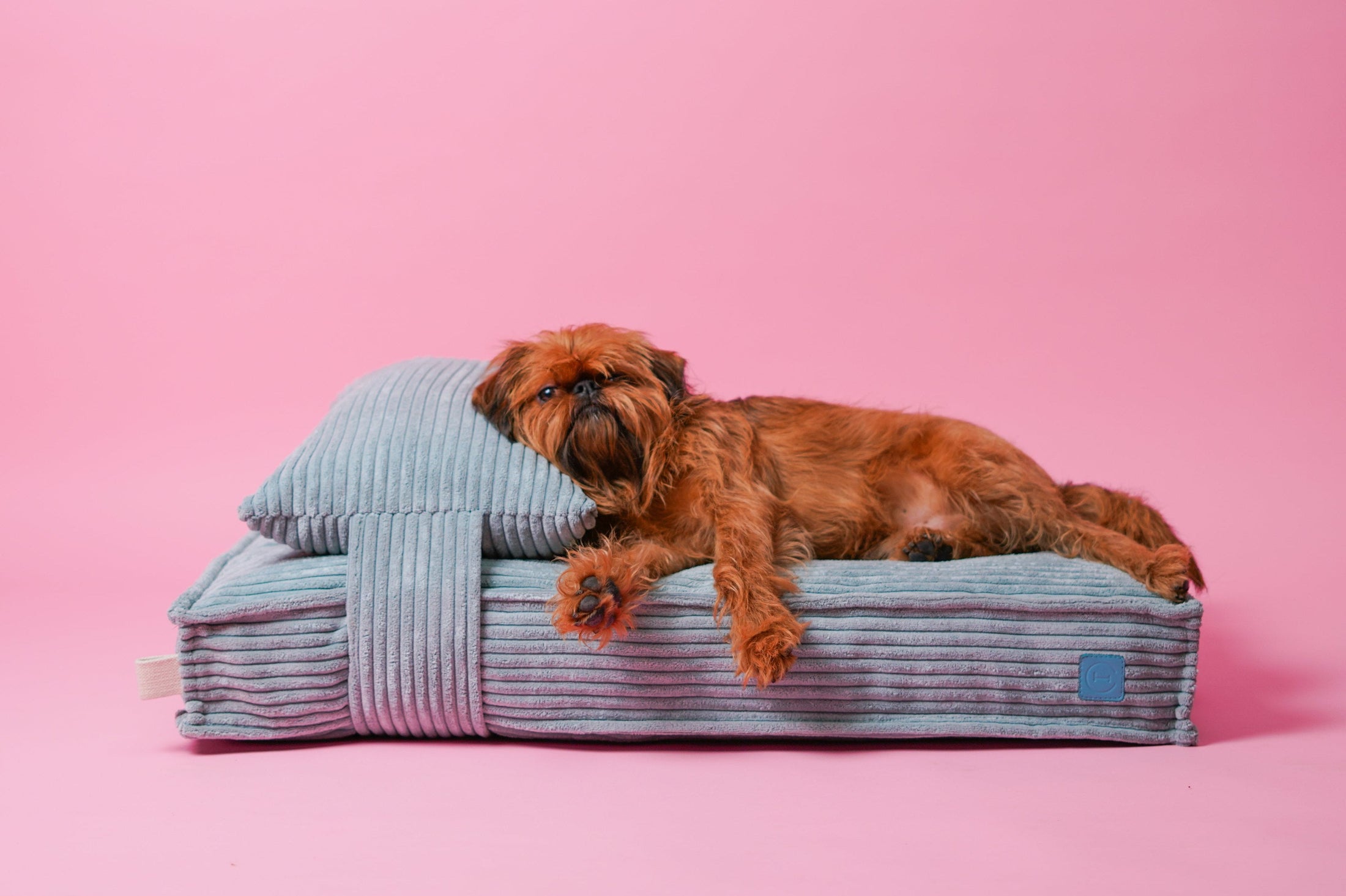 Memory Foam Dog Bed - Southlake Paws