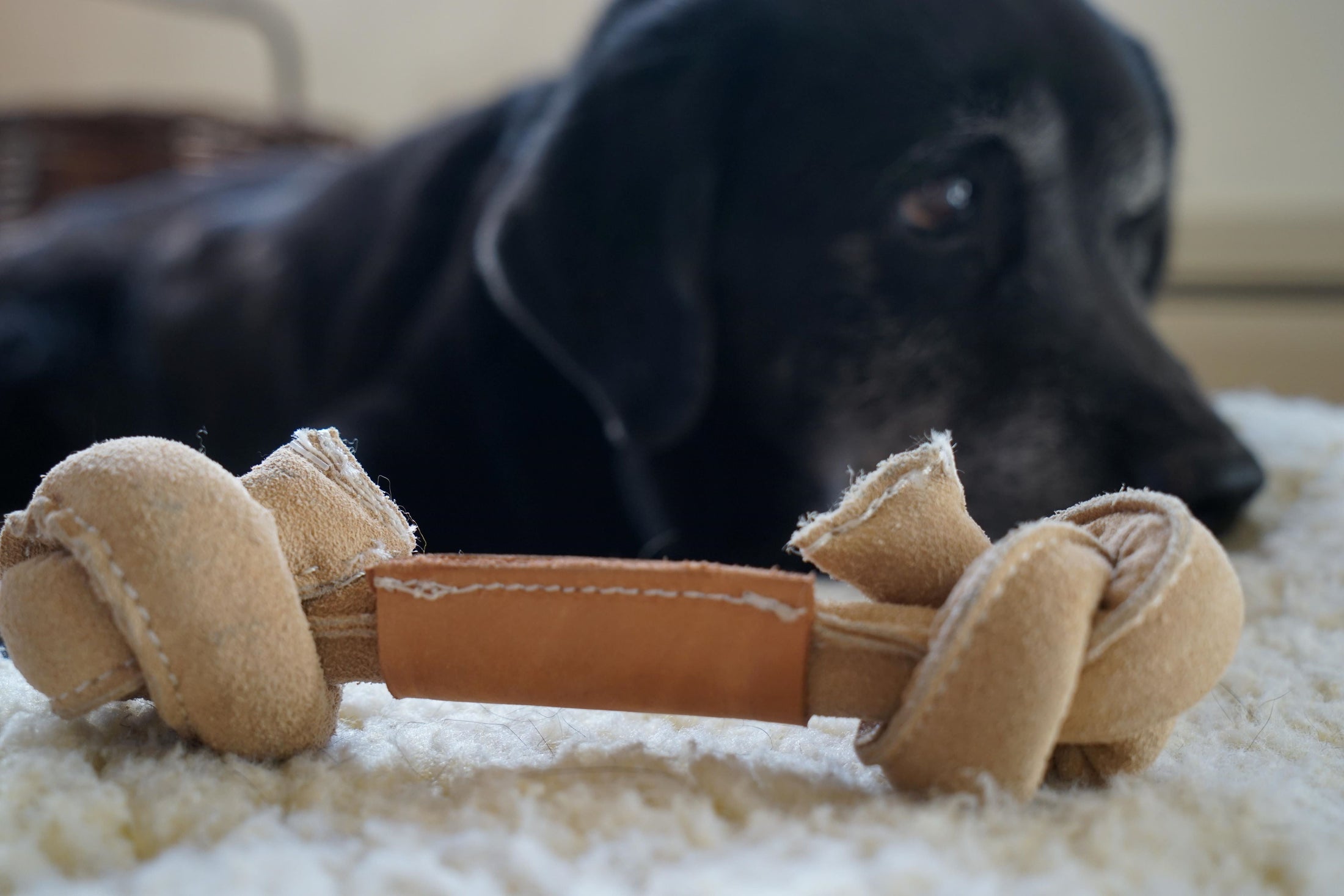 Huggle-Hide® Natural Leather Bone Dog Toy, 3 Pack - image 5