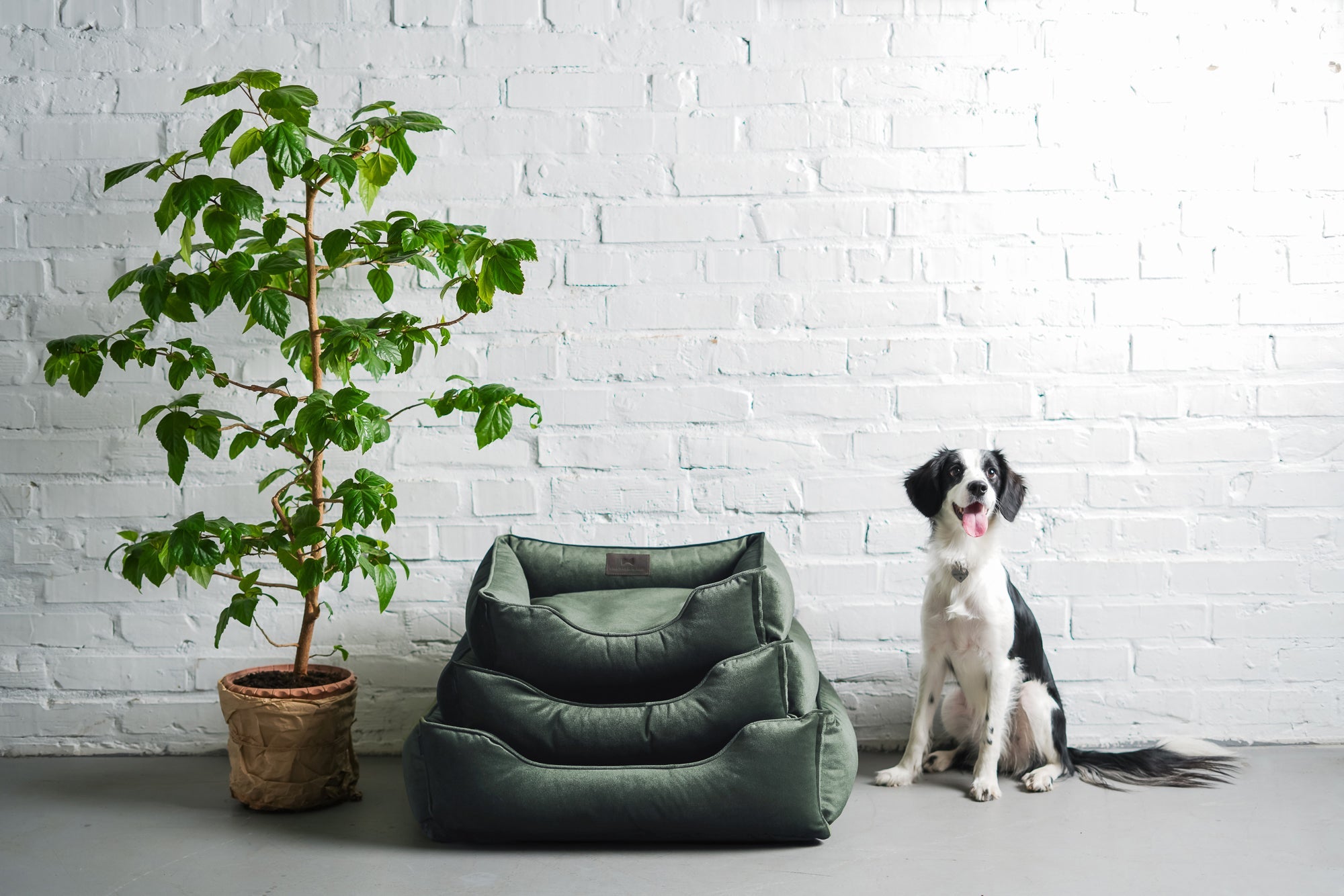 Bolster Beds Premium Chester & Lee | Classic Velvet Sleeper Dog Bed Green