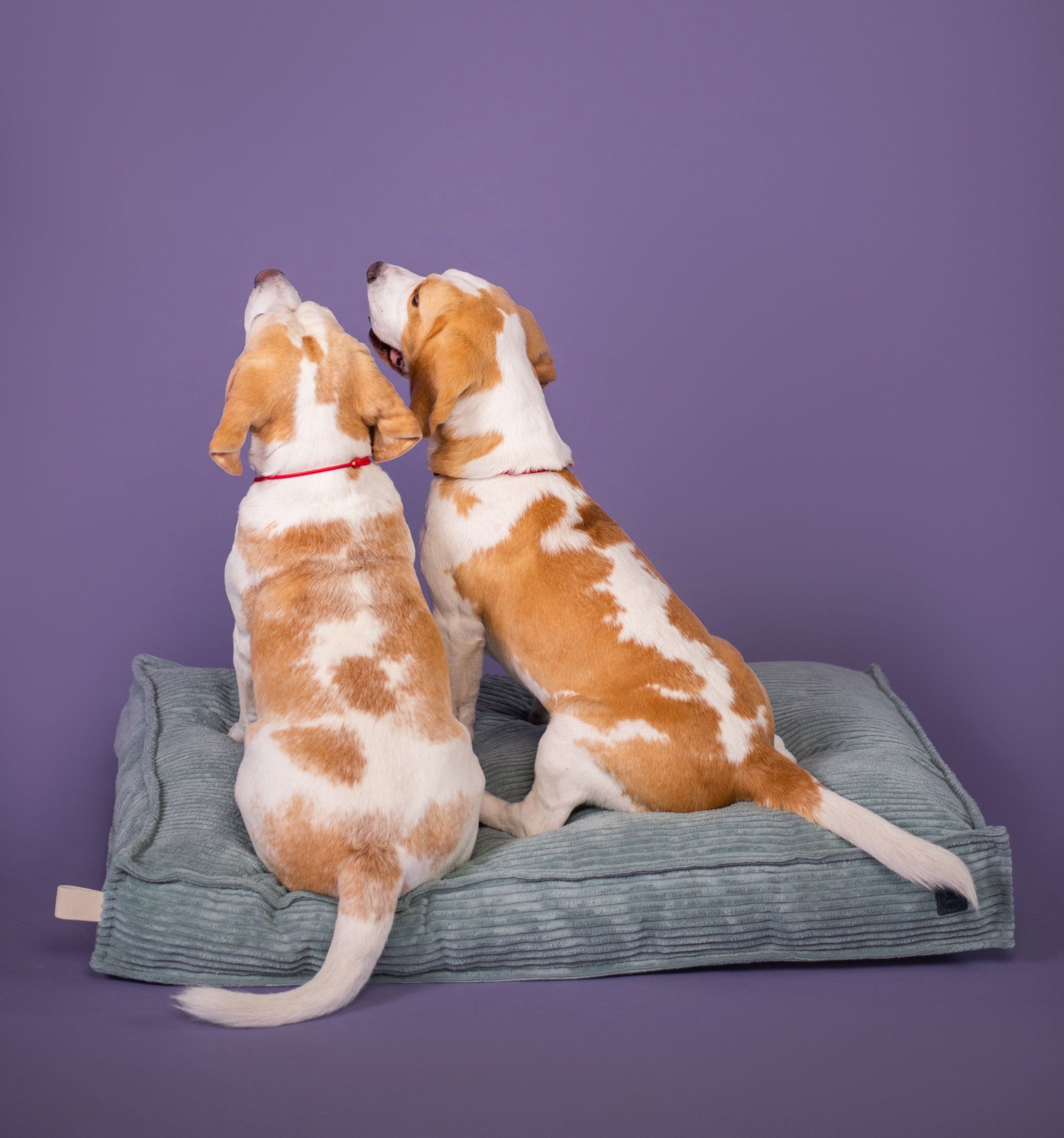Memory Foam Dog Bed - Southlake Paws