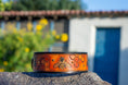 Load image into Gallery viewer, The Honey Bee Dog Collar - Southlake Paws
