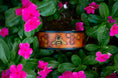 Load image into Gallery viewer, The Honey Bee Dog Collar - Southlake Paws
