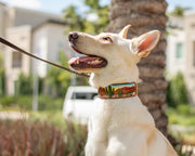 Desert & Cactus Dog Collar / Southwest Dog Collar 