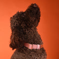 Load image into Gallery viewer, Ribbon Dog Collar in Pink, Made in Italy
