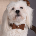 Load image into Gallery viewer, Leather Dog Collar in Brown - Rock Bow, Made in Italy
