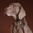 Load image into Gallery viewer, Ribbon Dog Collar in Wine, Made in Italy
