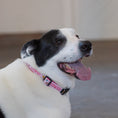 Load image into Gallery viewer, Howdy Dog Collar

