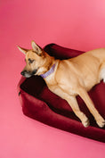 Load image into Gallery viewer, Chester & Lee | Vibrant Velvet Sleeper Dog Bed Wine - image 6
