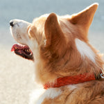 Braided Dog Collar Green/Orange