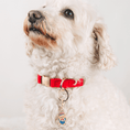 Load image into Gallery viewer, Dabbing American Bear Pet Charm
