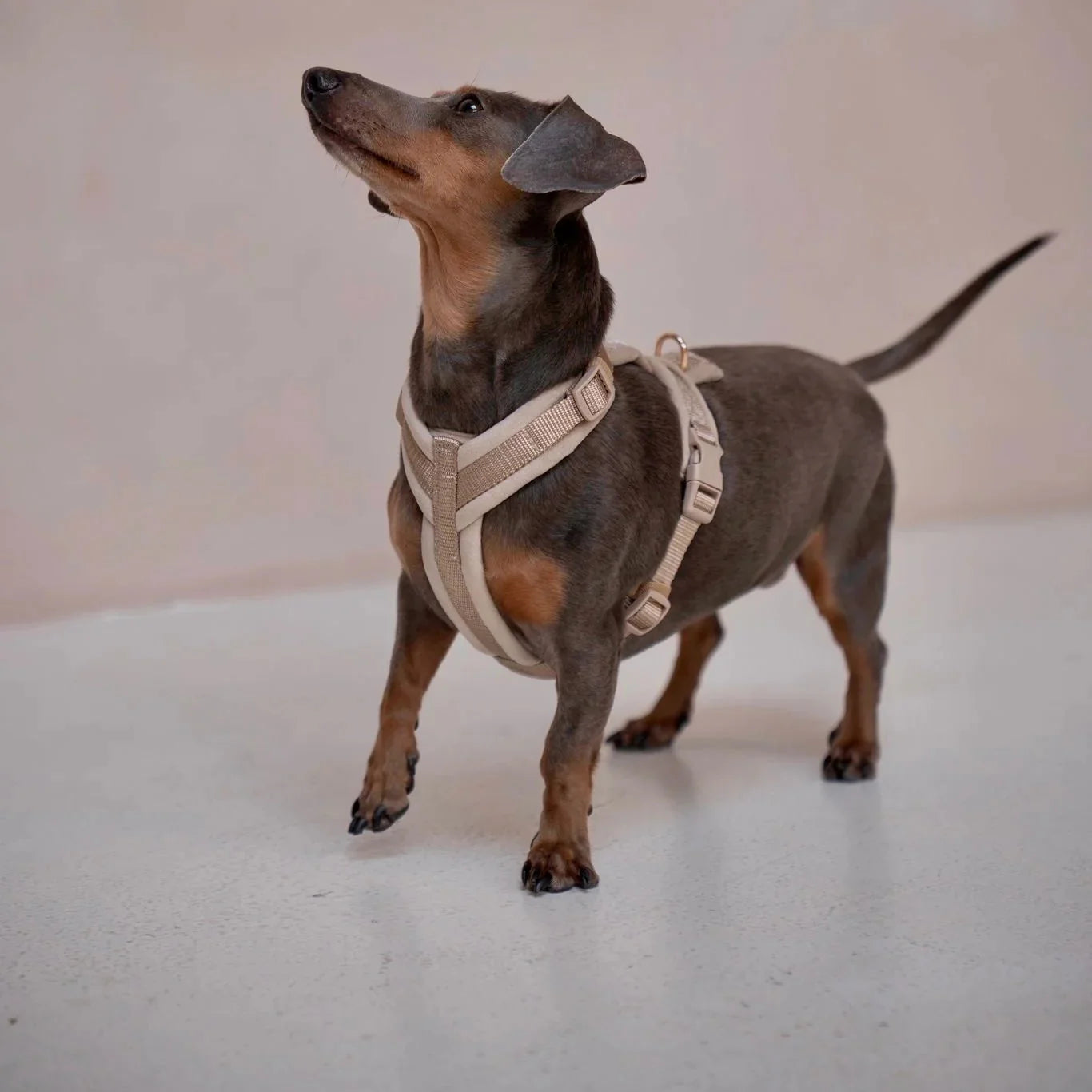Yellow - Velvet Dog Harness - Southlake Paws