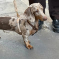 Load image into Gallery viewer, Brown and Tan - Dog Harness - Southlake Paws
