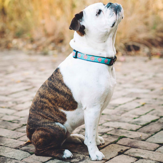 Up Country Dahlia Darling Cast Brass Dog Collar