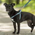 Load image into Gallery viewer, Dahlia Darling Small Breed Dog Harness
