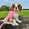 Load image into Gallery viewer, Dainty Flower Dog Harness & Leash Set
