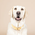 Load image into Gallery viewer, Daisy Dog Collar
