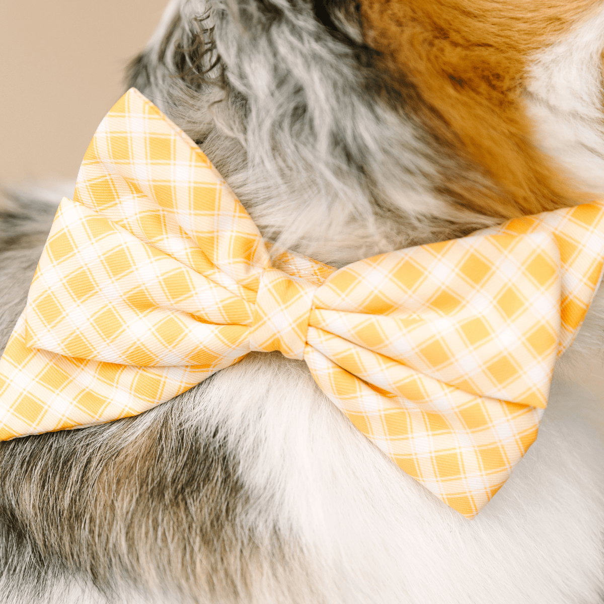 Daisy Dog Babe Bow