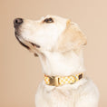 Load image into Gallery viewer, Daisy Dog Collar
