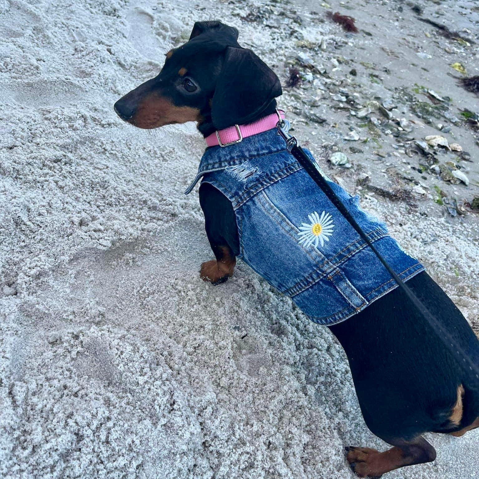 Daisy Denim Dog Jacket - Southlake Paws