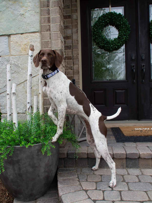 Up Country Daisy Cast Brass Dog Collar