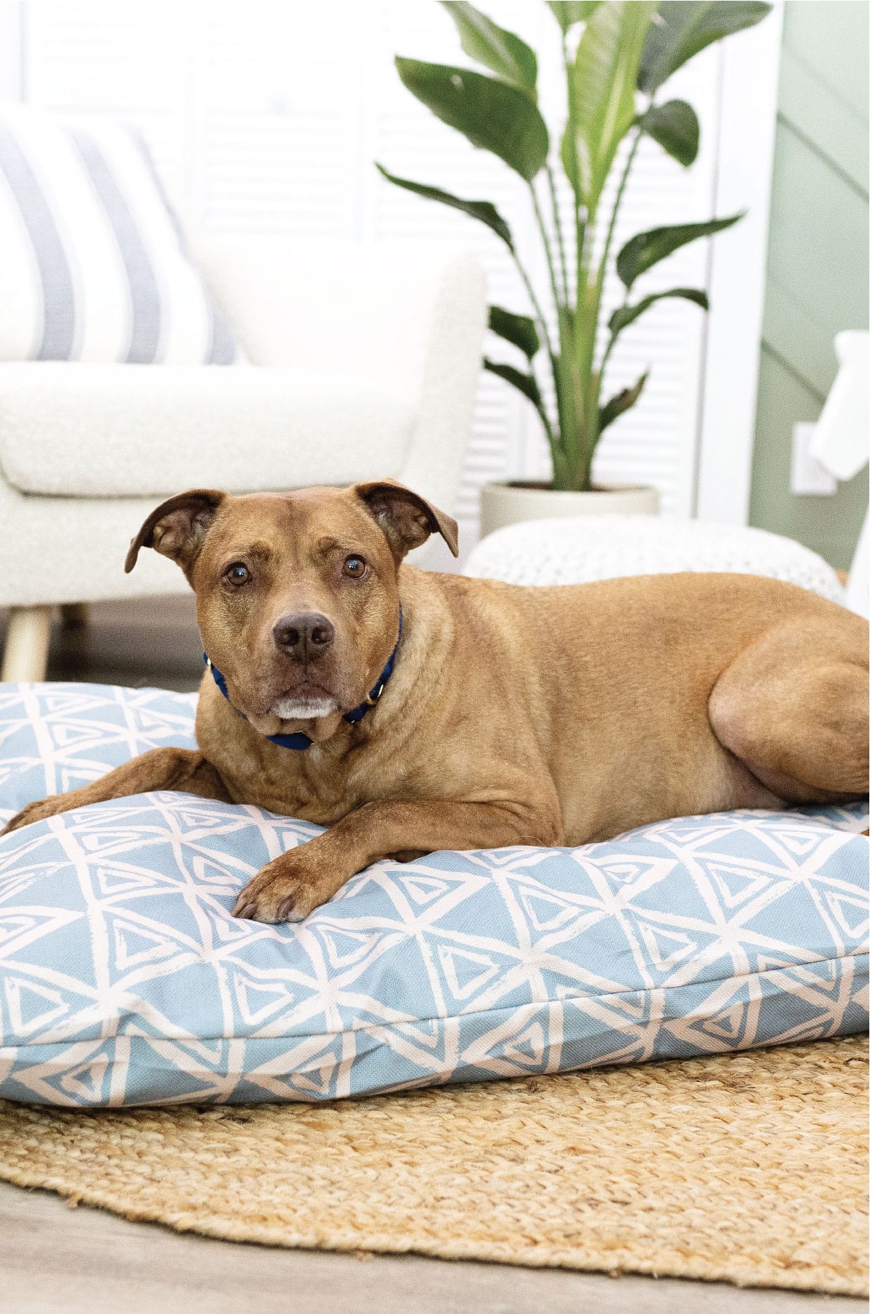 Davina Dog Bed