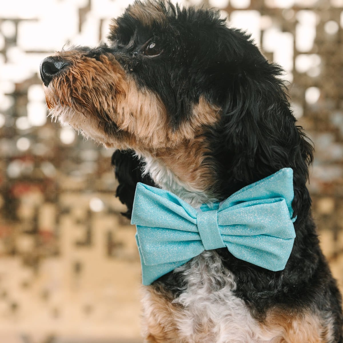 Dawson Dog Babe Bow